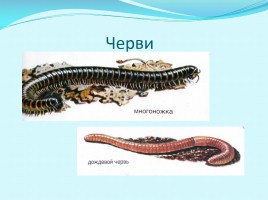 Разнообразие животных, слайд 11