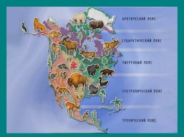 Природа Северной Америки, слайд 2