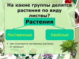 Культурные и дикорастущие растения, слайд 4