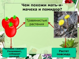 Культурные и дикорастущие растения, слайд 9