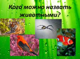 Кто такие насекомые?, слайд 2