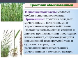 Каталог лекарственных растений хутора Туркинский Белоглинского района Краснодарского края, слайд 22