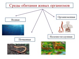 Среды обитания живых организмов, слайд 6