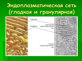 Главные части и органоиды клеток, слайд 6