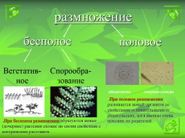 Размножение и оплодотворение у растений, слайд 5