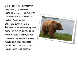 Бурый медведь, слайд 7