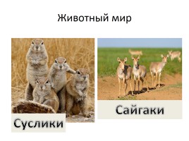 Природа России, слайд 11