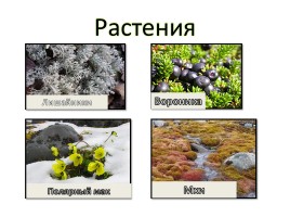 Природа России, слайд 4