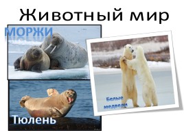 Природа России, слайд 5