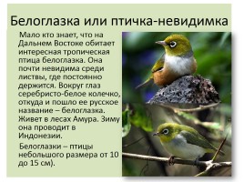 Птицы Красной книги России, слайд 3