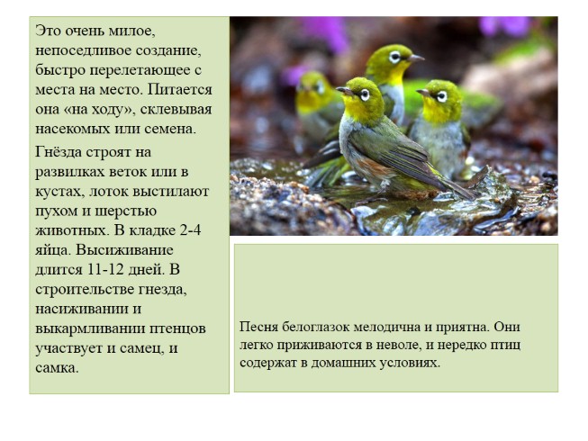 Птицы Красной Книги России Презентация