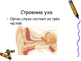 Исследование «Берегите слух», слайд 8