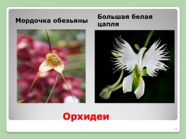 Двойное оплодотворение у растений, слайд 19