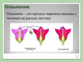 Двойное оплодотворение у растений, слайд 32