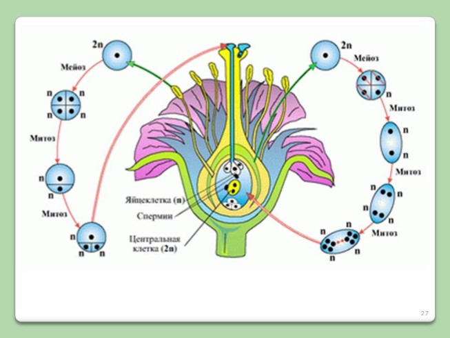 Презентация - Двойное оплодотворение у растений