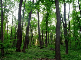 Лес - кладовая природы, слайд 5