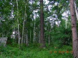Лес - кладовая природы, слайд 6