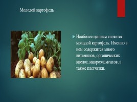 Исследовательская работа «Картофель - главный овощь на нашем столе», слайд 12
