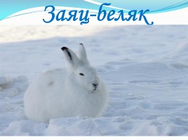 Животные тундры, слайд 22