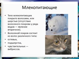 Класс млекопитающие или звери, слайд 13