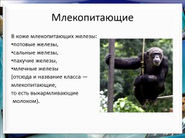 Класс млекопитающие или звери, слайд 16