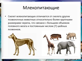 Класс млекопитающие или звери, слайд 17