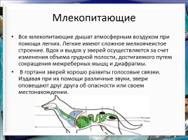 Класс млекопитающие или звери, слайд 22