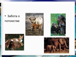 Класс млекопитающие или звери, слайд 29