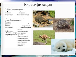 Класс млекопитающие или звери, слайд 30