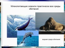 Класс млекопитающие или звери, слайд 6