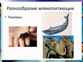 Класс млекопитающие или звери, слайд 9