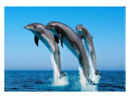Мои друзья – дельфины!, слайд 4