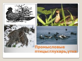 Промысловые животные России, слайд 10