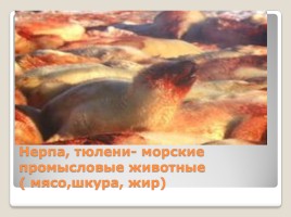 Промысловые животные России, слайд 13