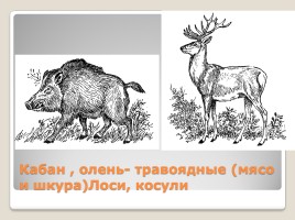 Промысловые животные России, слайд 8