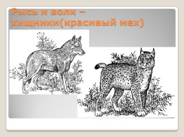 Промысловые животные России, слайд 9