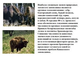 Кавказский биосферный заповедник, слайд 13