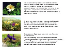 Кавказский биосферный заповедник, слайд 6