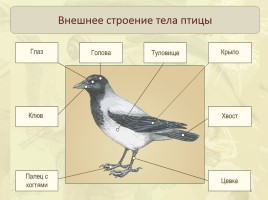 Общая характеристика класса - Среда обитания - Внешнее строение птиц, слайд 4