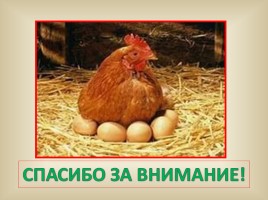 Секреты куриного яйца, слайд 10