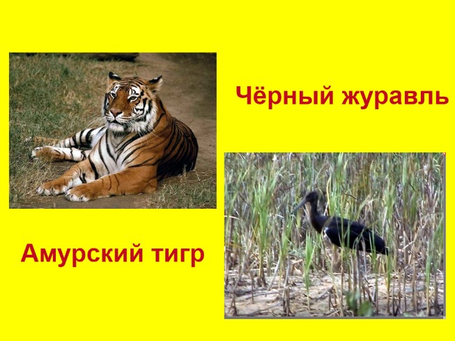 Презентация - Окружающий мир 2 класс «Красная книга»?