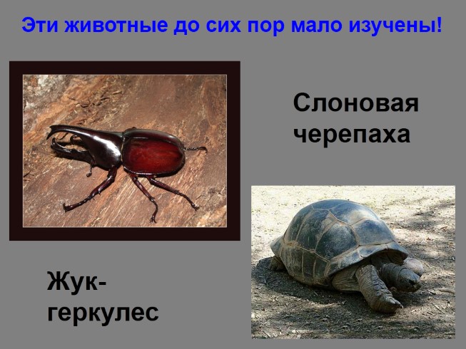 Презентация - Окружающий мир 2 класс «Красная книга»