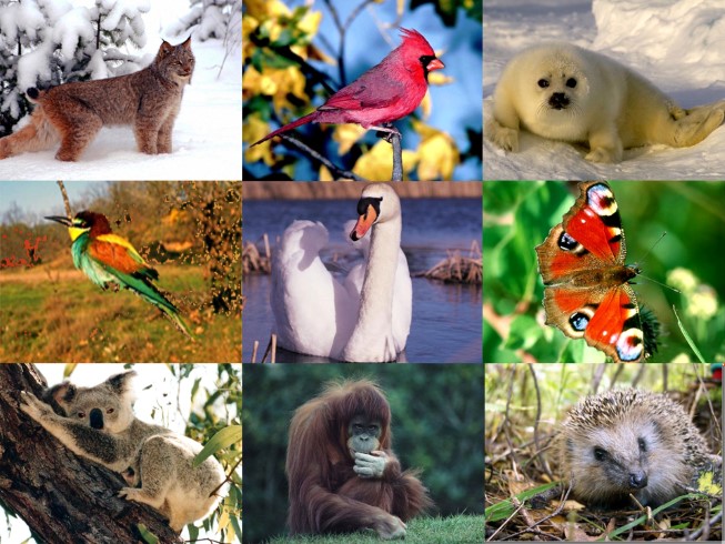 Презентация - Окружающий мир 2 класс «Красная книга»