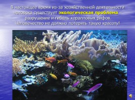 Коралловые рифы, слайд 12