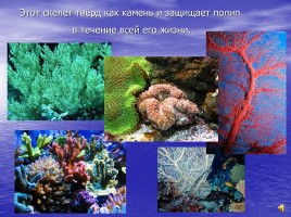 Коралловые рифы, слайд 3