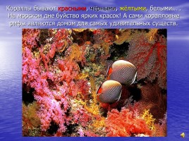 Коралловые рифы, слайд 6