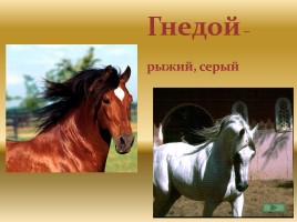 Какого цвета лошадь? - Значение слов, обозначающих масть лошадей, слайд 12