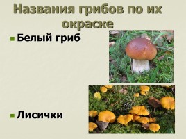 Происхождение названий грибов - Почему не иначе?, слайд 11