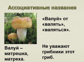 Происхождение названий грибов - Почему не иначе?, слайд 12