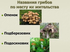 Происхождение названий грибов - Почему не иначе?, слайд 7
